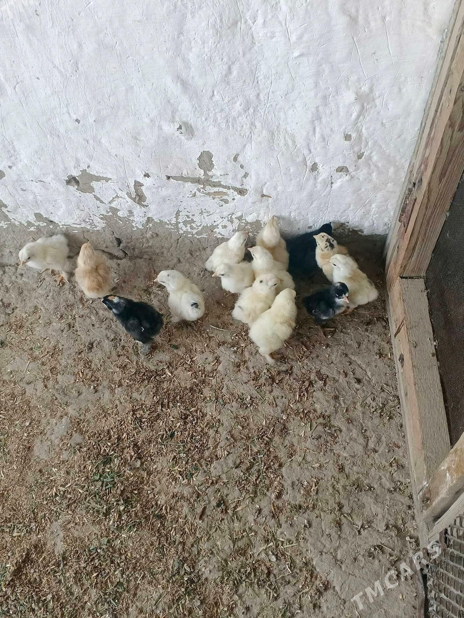 Towuk jüýje - Bäherden - img 2