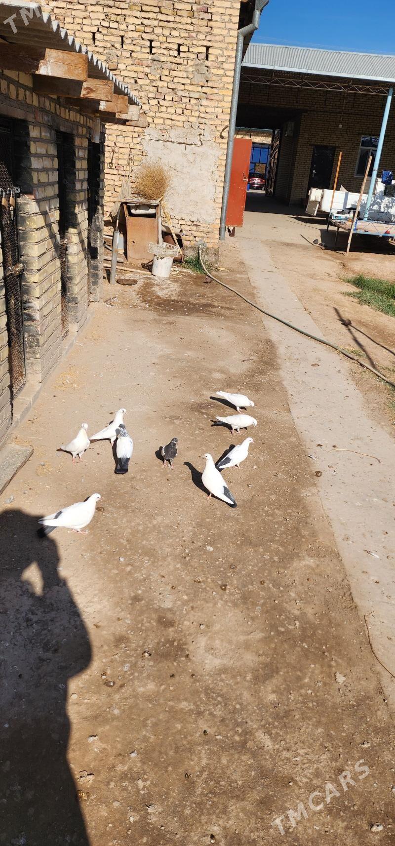 kepderi - Çärjew - img 4