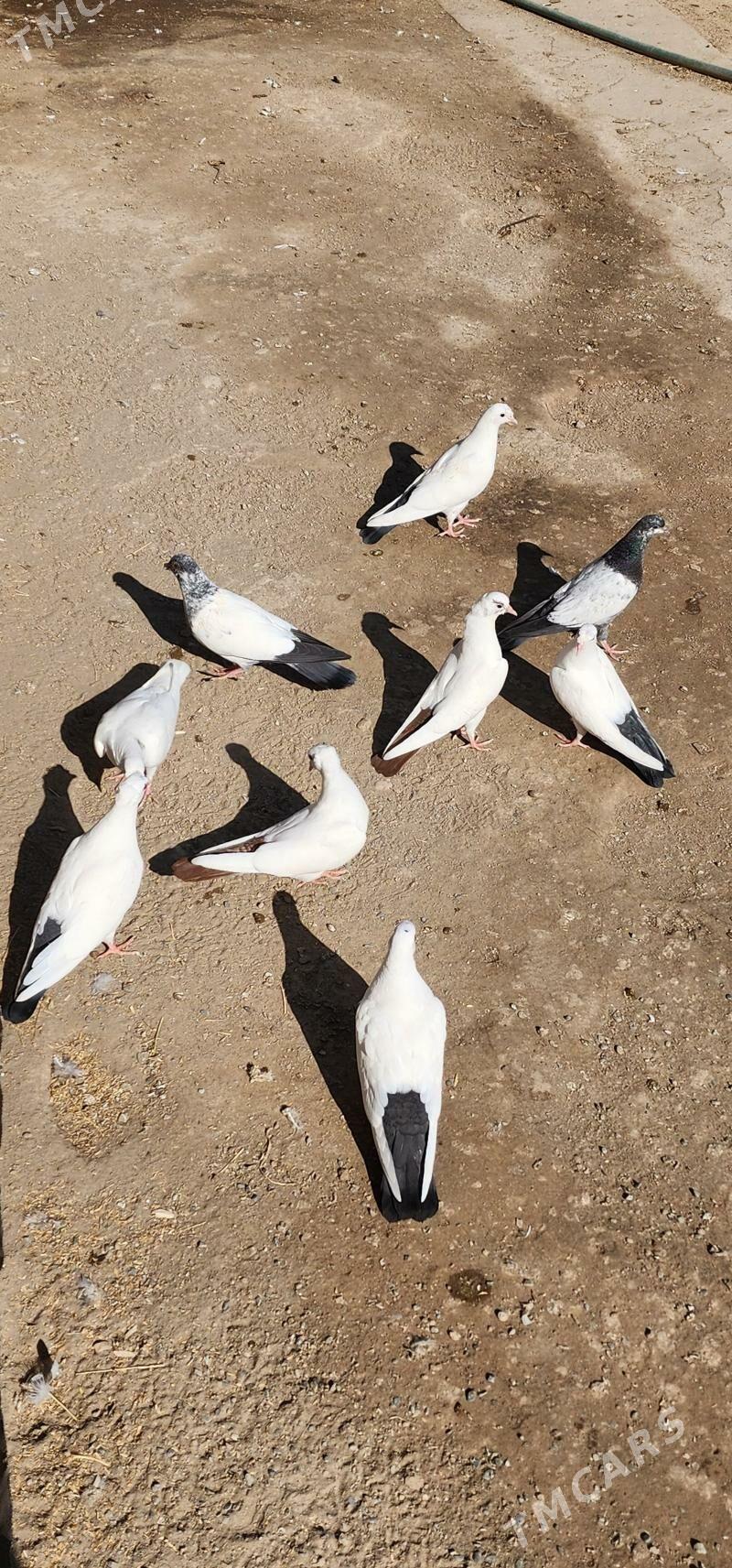 kepderi - Çärjew - img 3