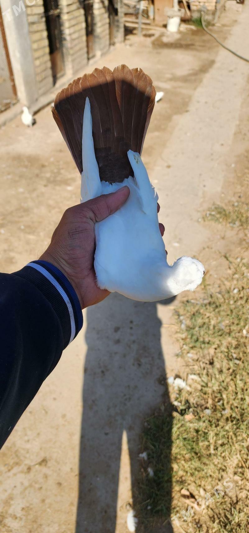 kepderi - Çärjew - img 7