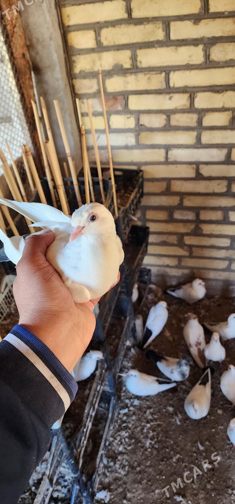 kepderi - Çärjew - img 9