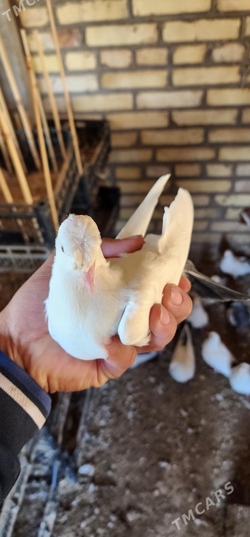 kepderi - Çärjew - img 10