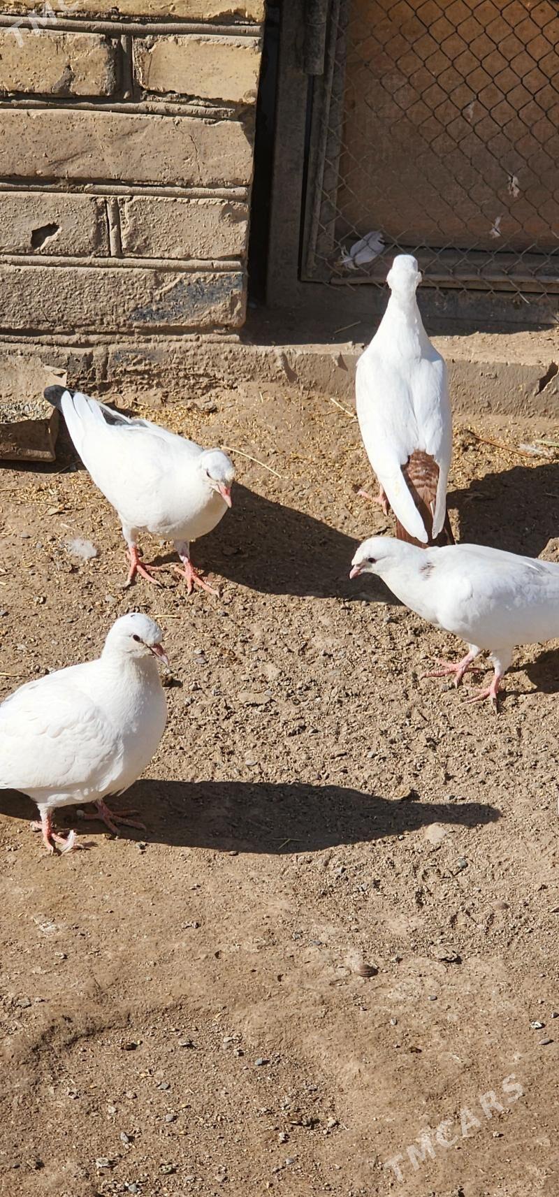 kepderi - Çärjew - img 2