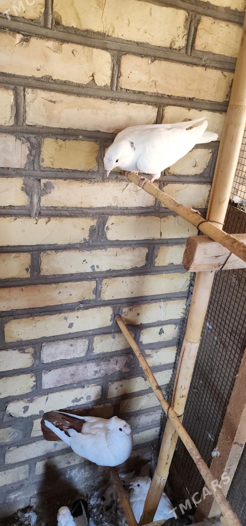 kepderi - Çärjew - img 8