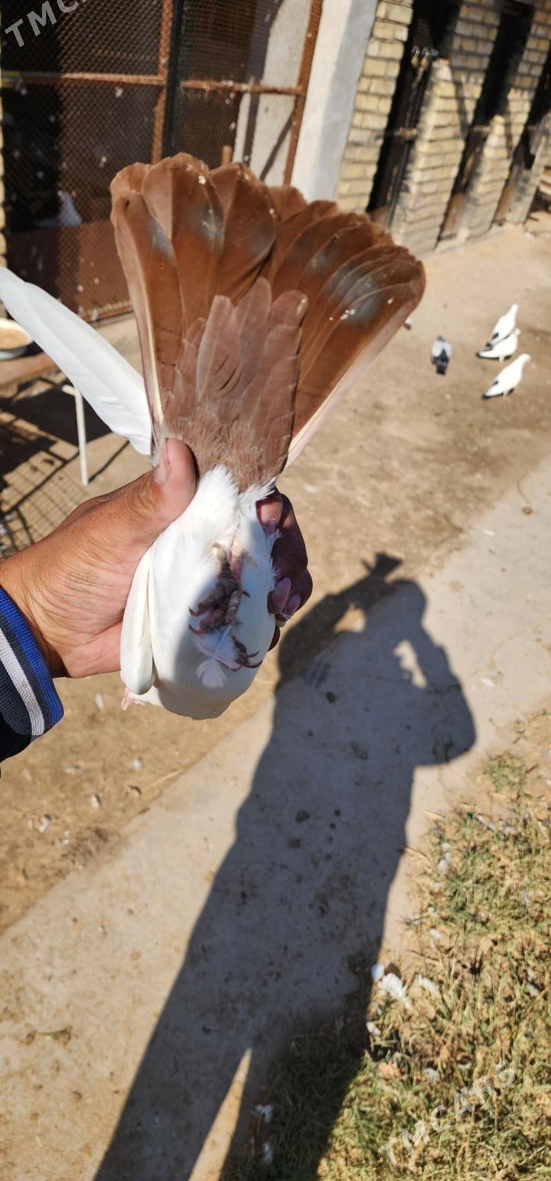 kepderi - Çärjew - img 6