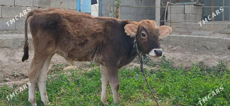 swes okuz - Ашхабад - img 1