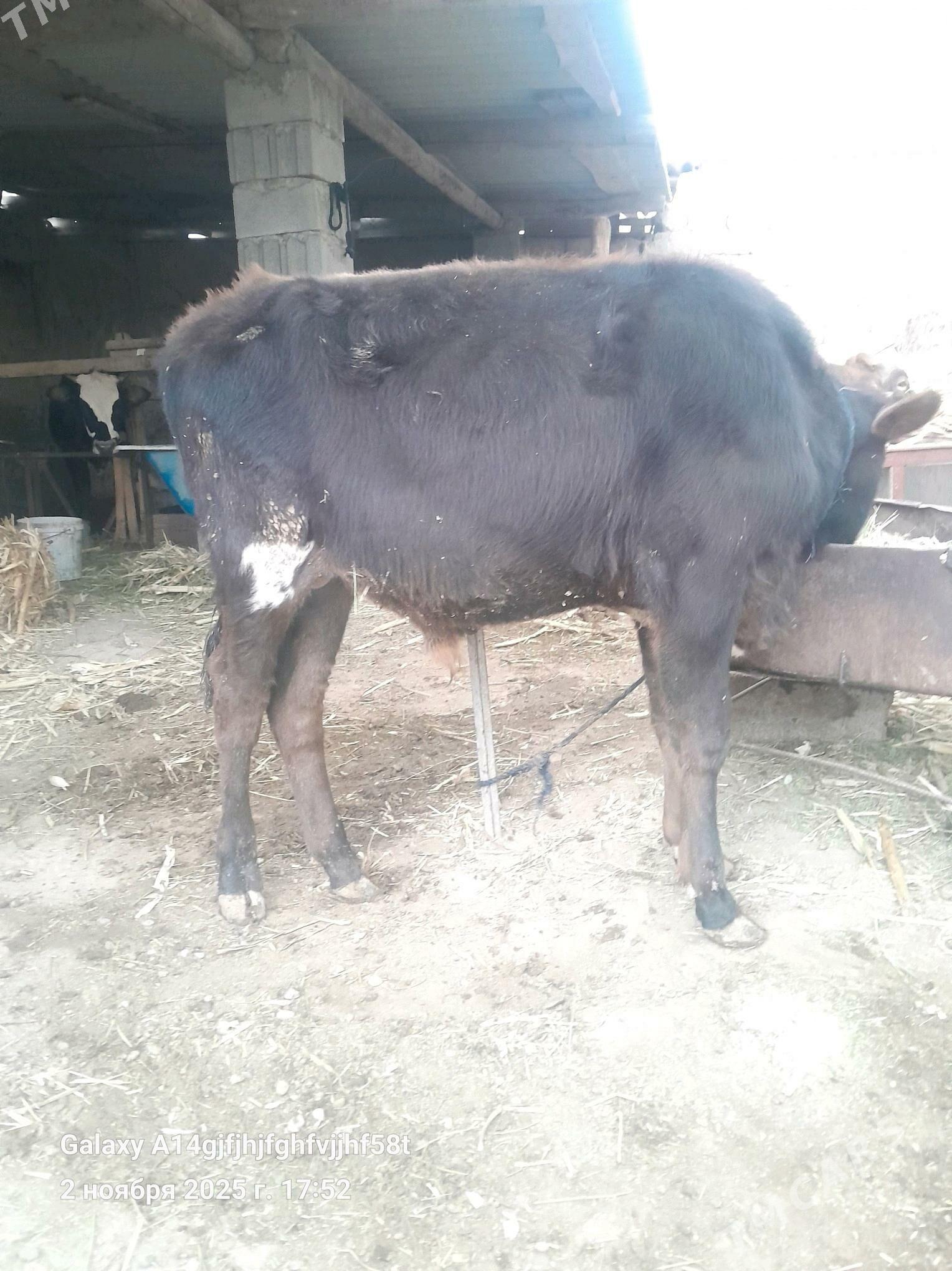 okuz - Гёкдже - img 2