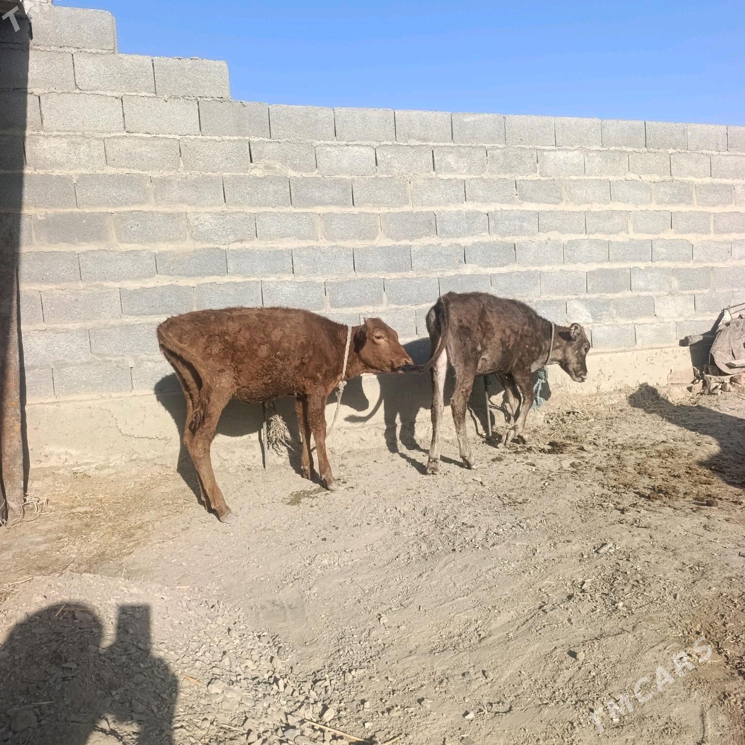 Okiz Twr - Бахарден - img 2