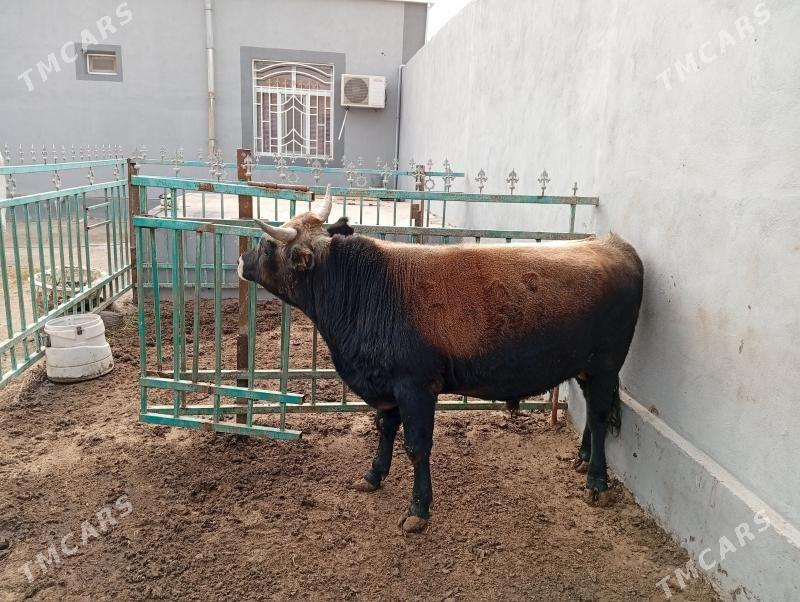 okuz - Туркменбаши - img 1