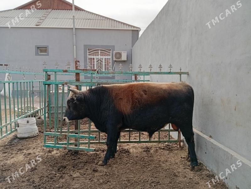 okuz - Туркменбаши - img 2