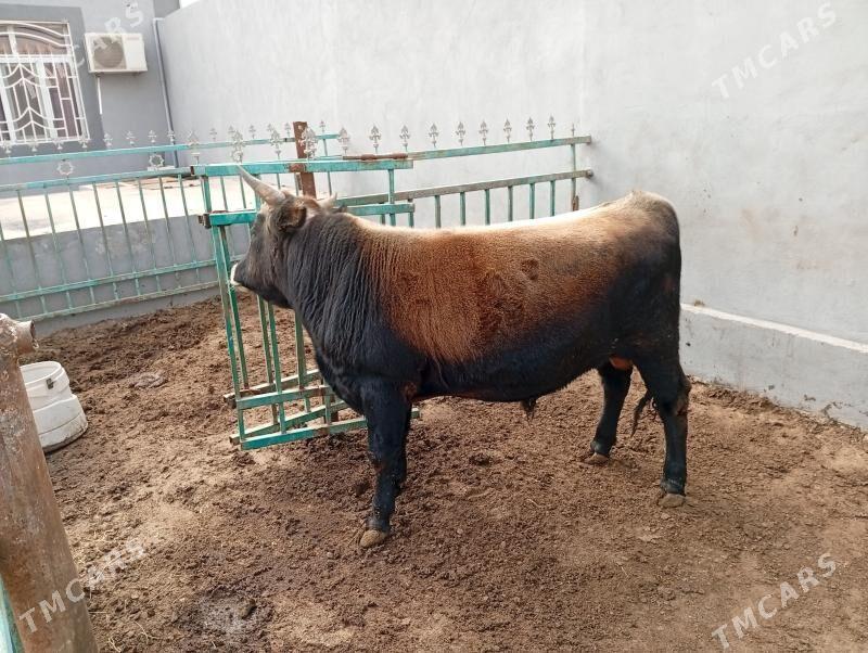 okuz - Туркменбаши - img 3