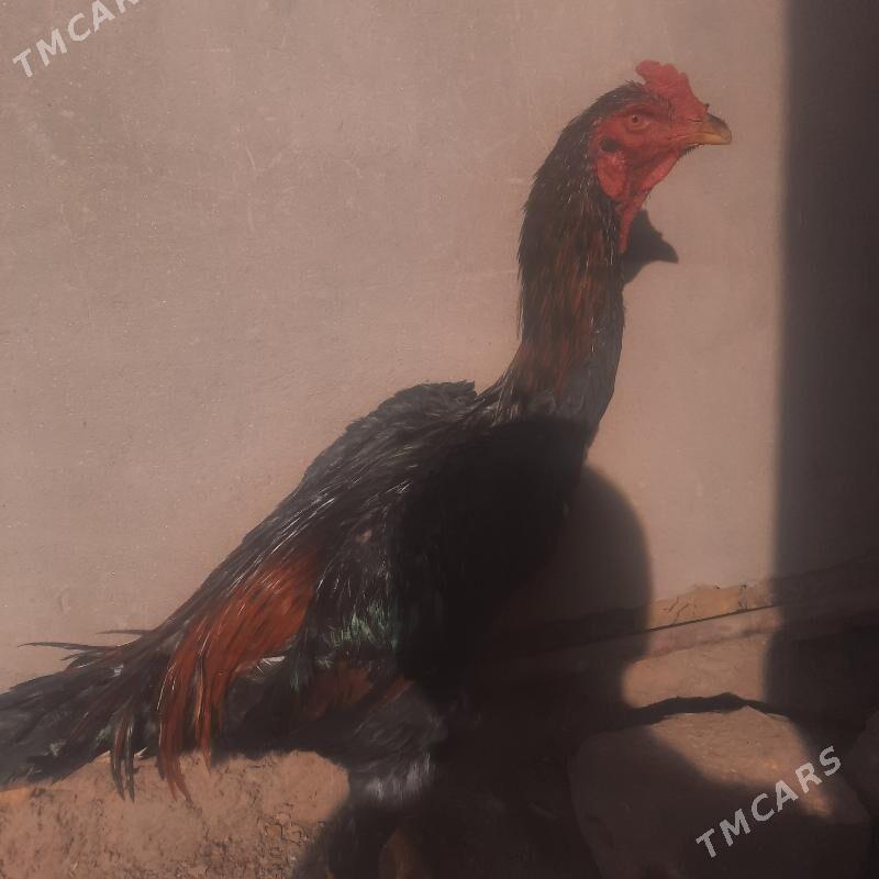 horoz - Gurbansoltan Eje - img 2