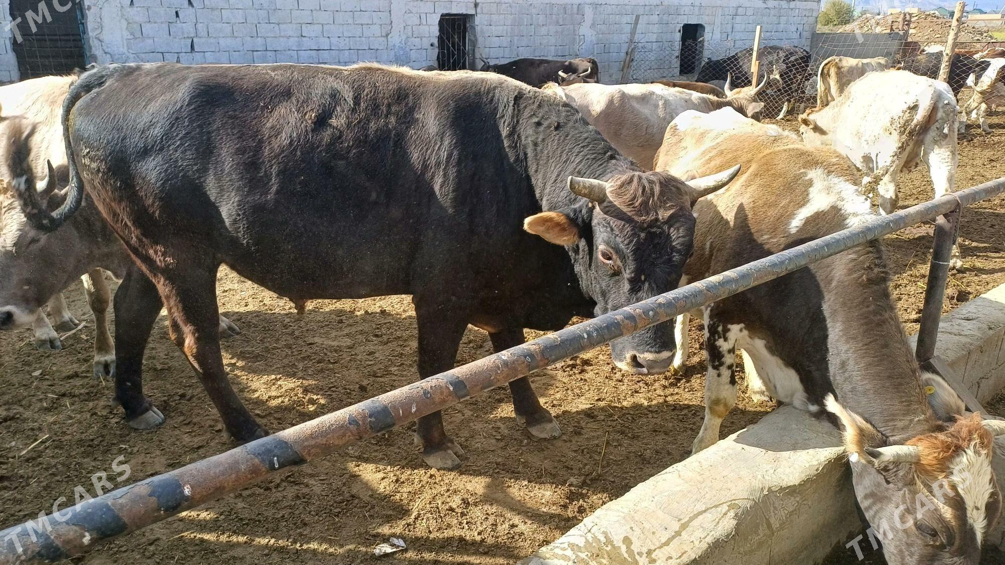 Okuz - Бахарден - img 2