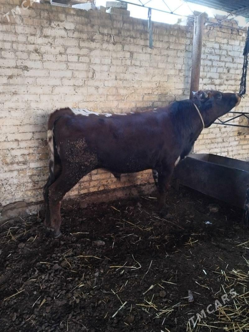 semiz öküzler - Туркменабат - img 1