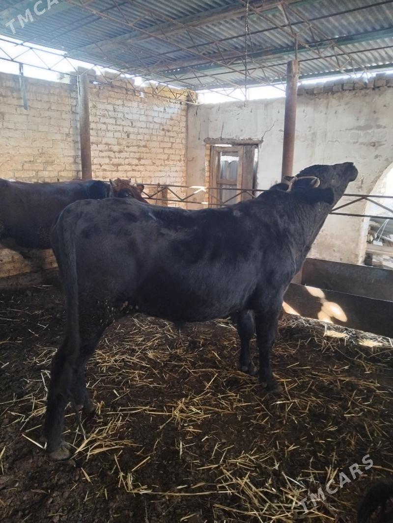 semiz öküzler - Туркменабат - img 5