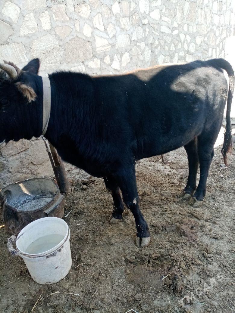 Okiz - Берекет - img 1