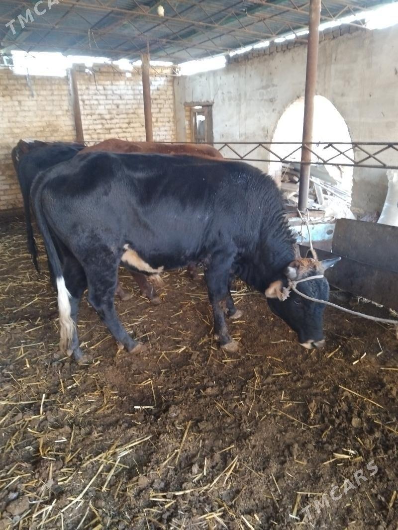 semiz öküzler - Туркменабат - img 3