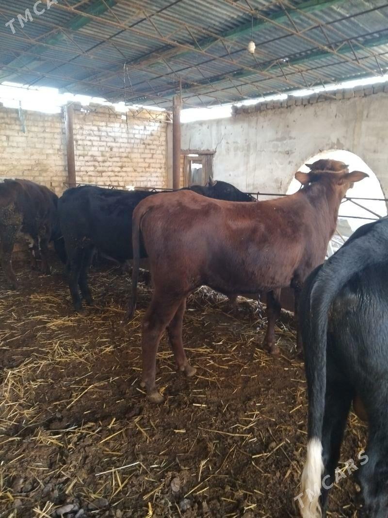 semiz öküzler - Туркменабат - img 4