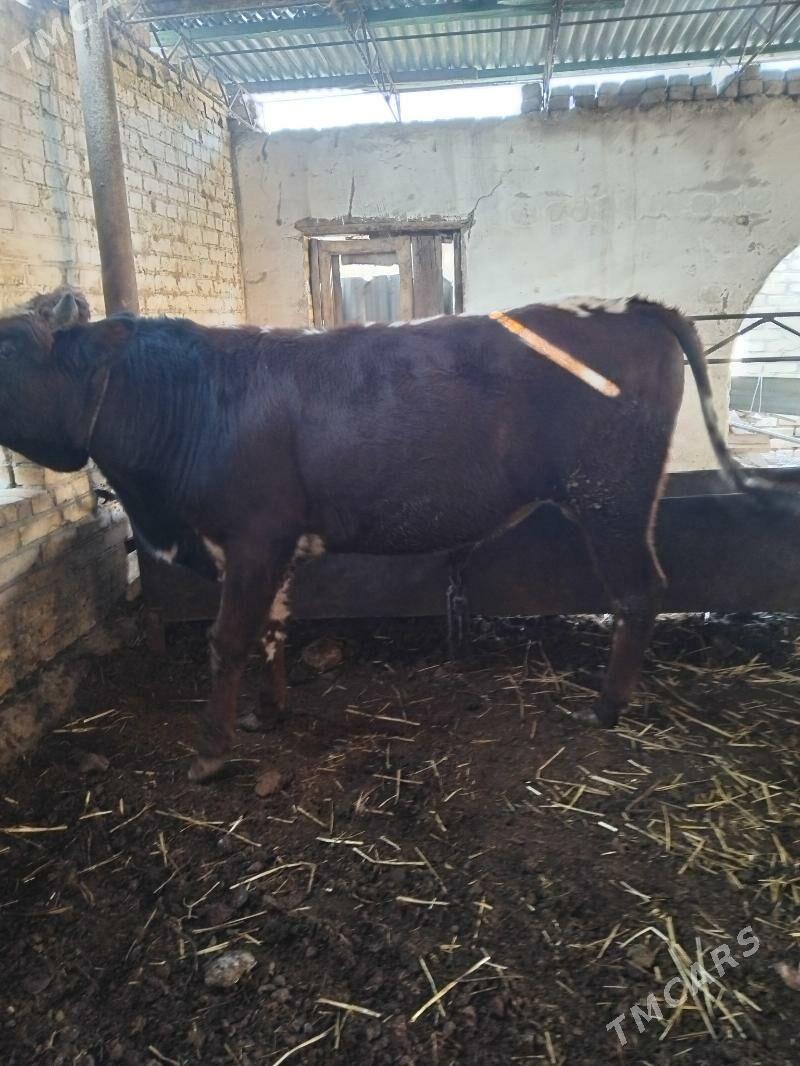 semiz öküzler - Туркменабат - img 8