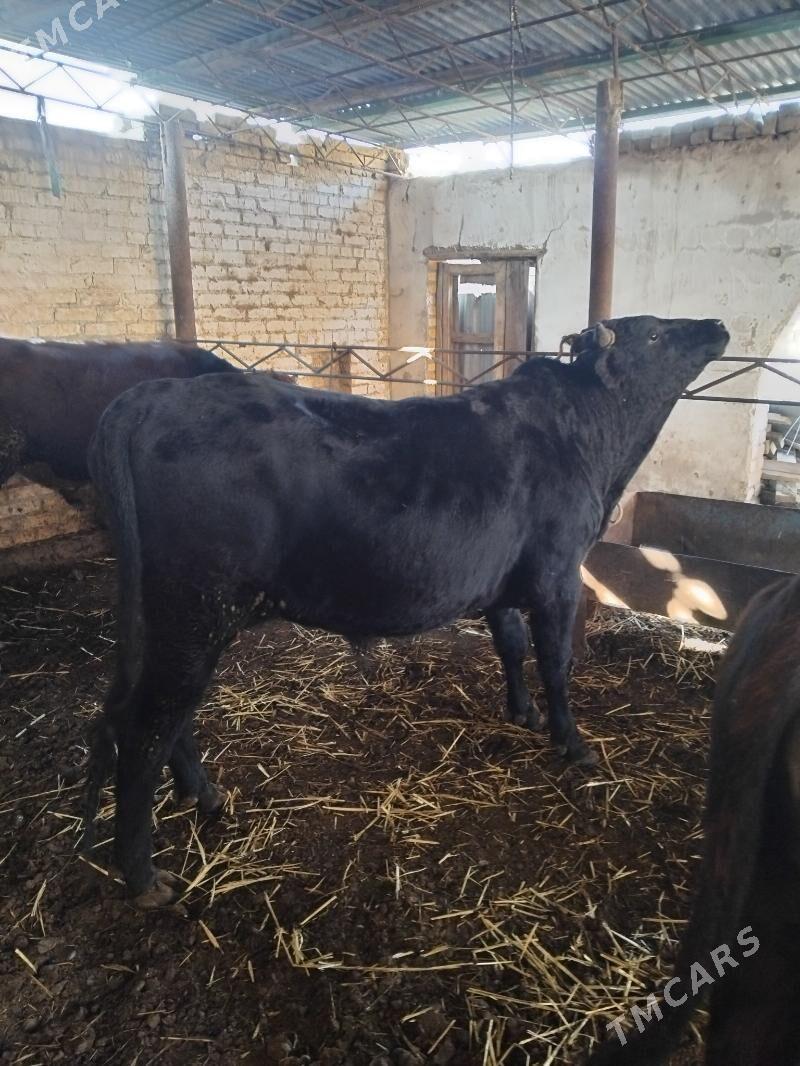 semiz öküzler - Туркменабат - img 6