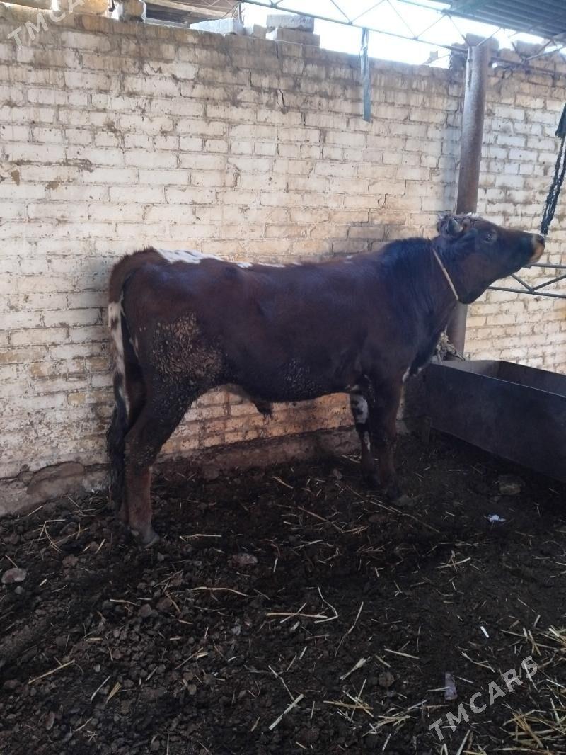 semiz öküzler - Туркменабат - img 2