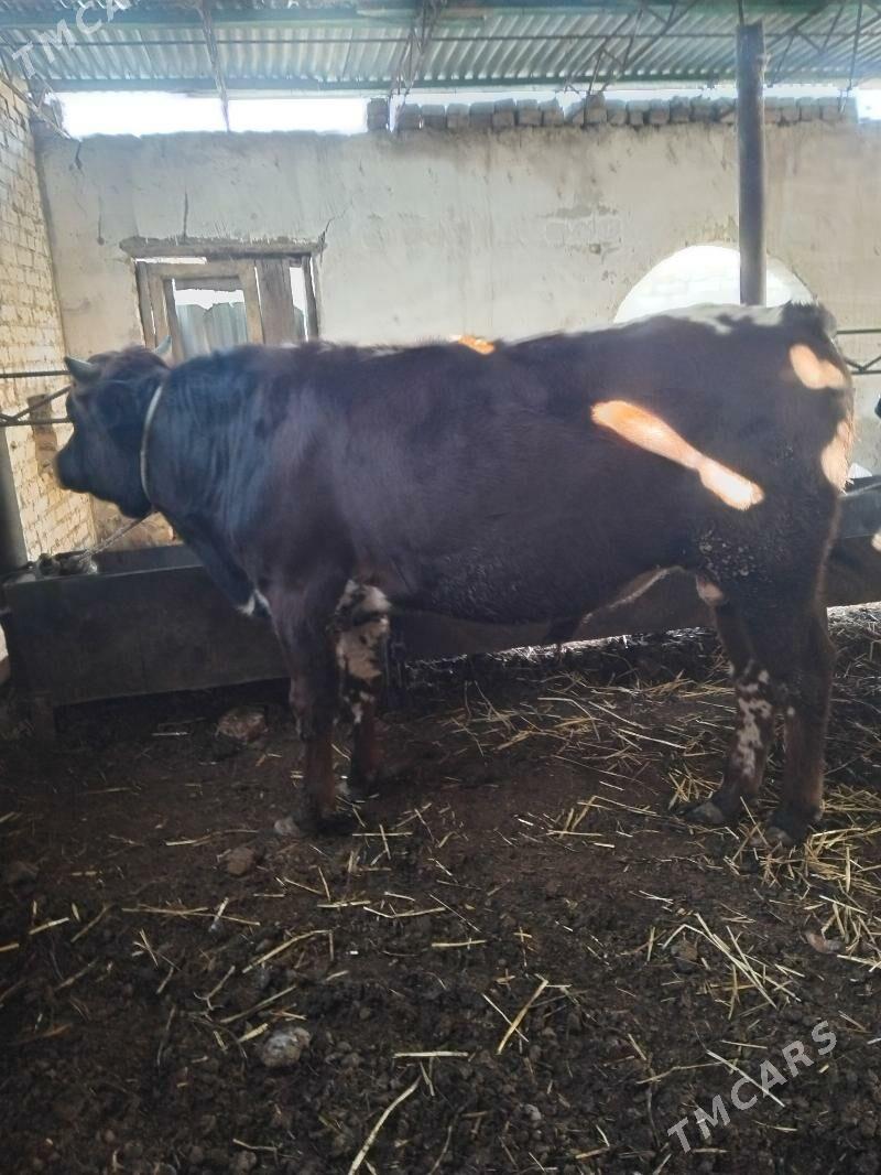 semiz öküzler - Туркменабат - img 7