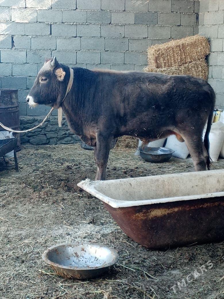 Okiz - Берекет - img 3