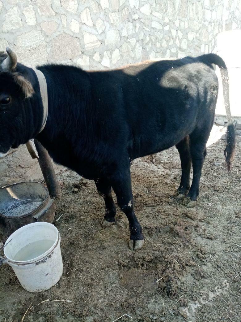 Okiz - Берекет - img 2