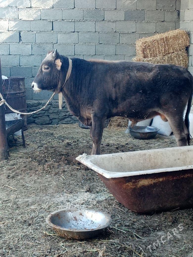 Okiz - Берекет - img 4