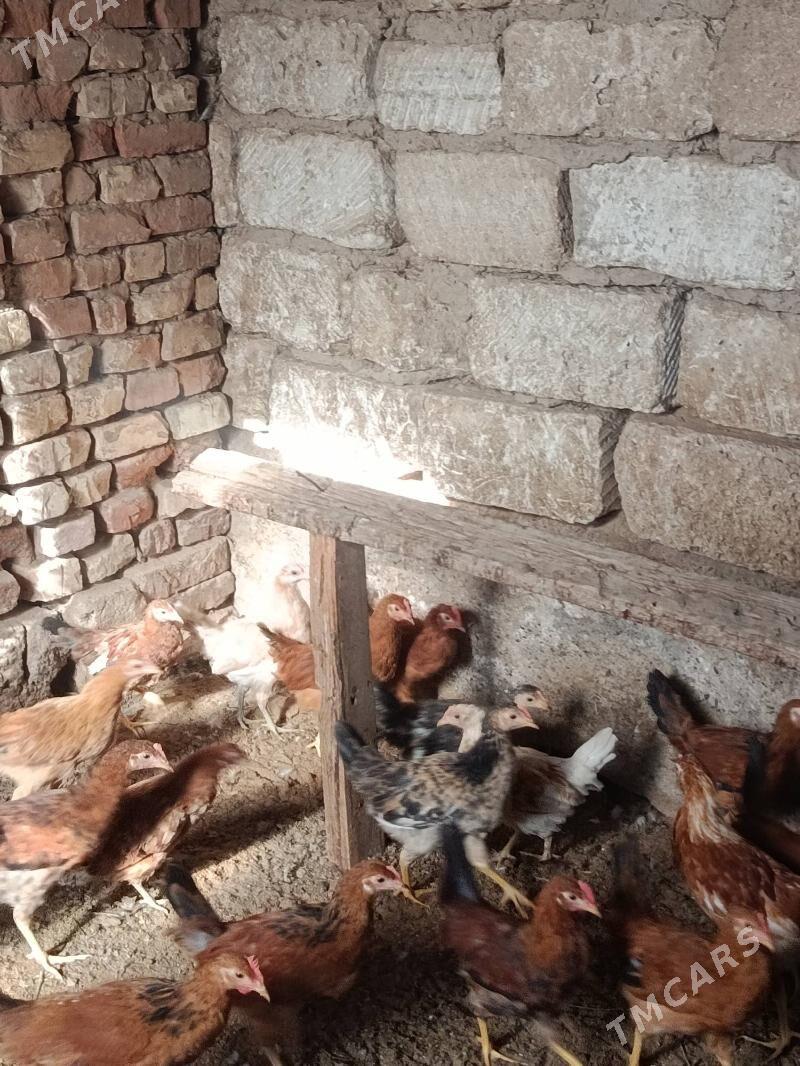 juje - Теджен - img 5