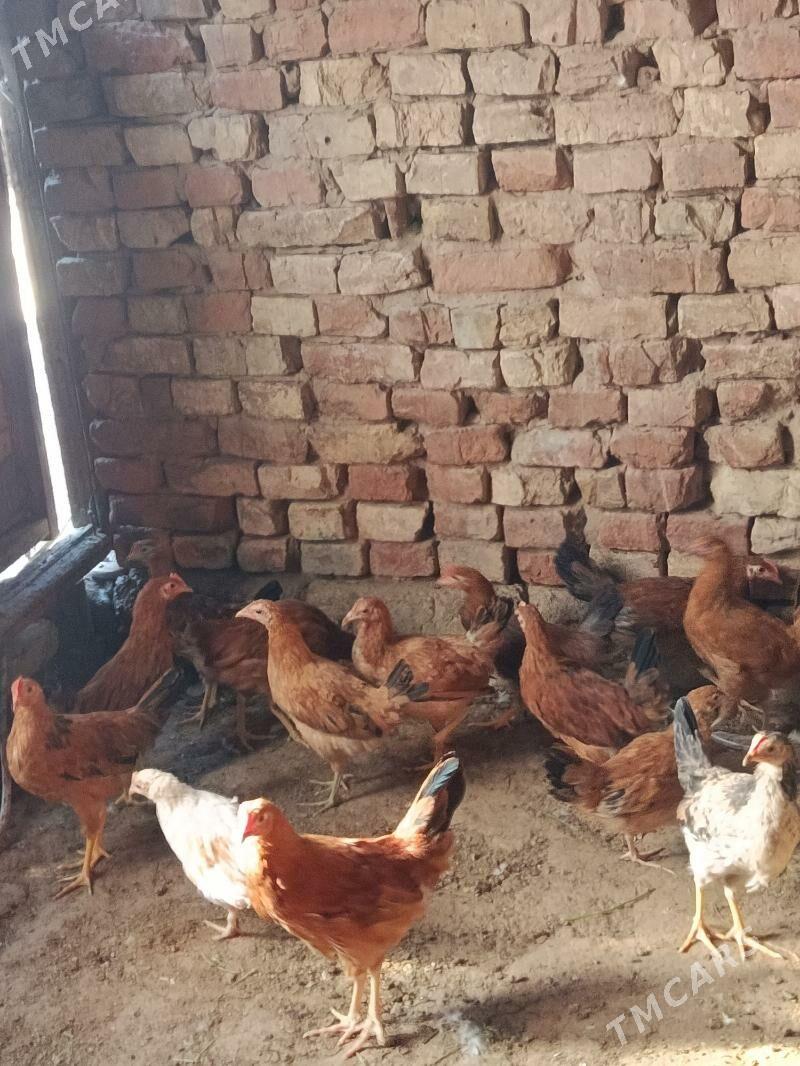 juje - Теджен - img 3