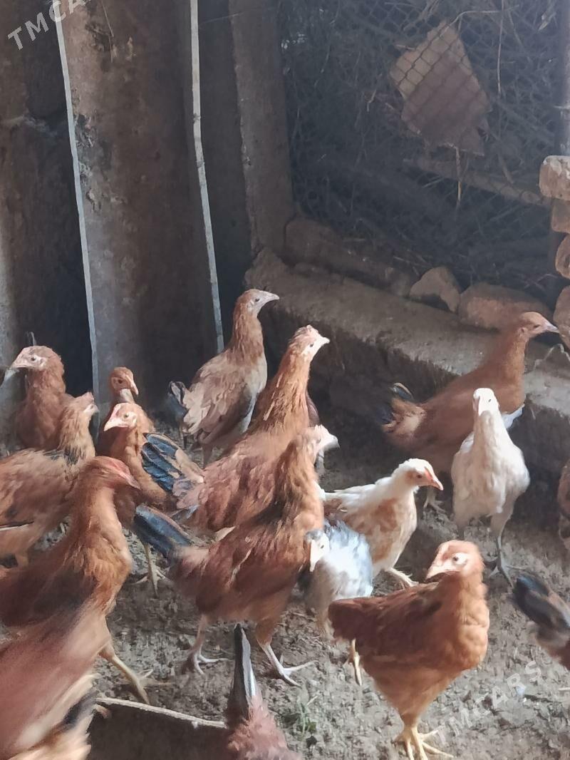 juje - Теджен - img 6