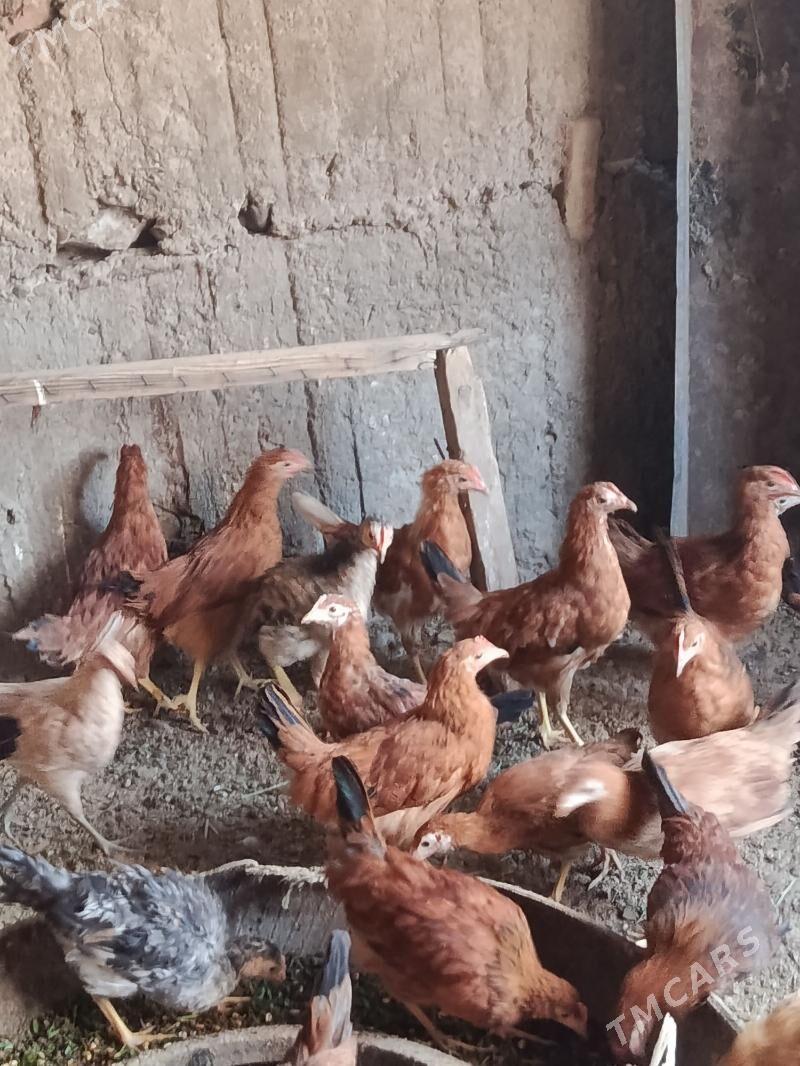 juje - Теджен - img 1