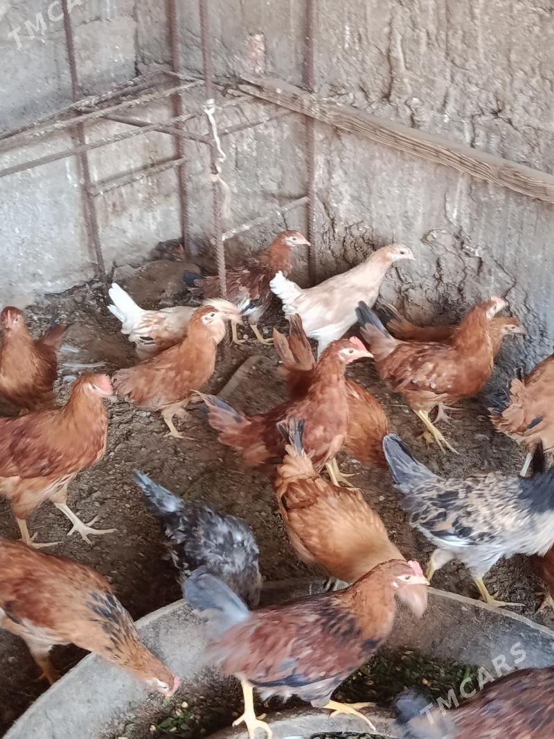 juje - Теджен - img 4