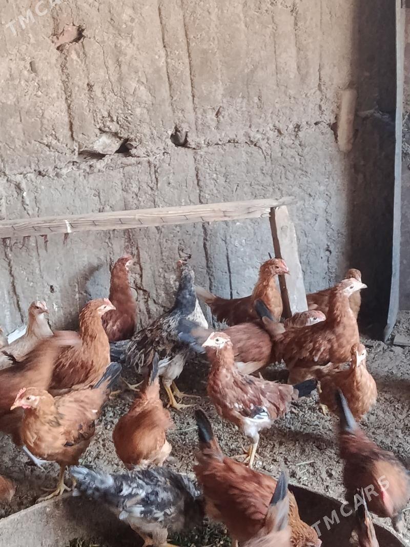 juje - Теджен - img 7