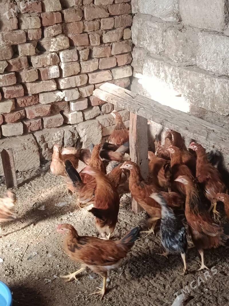 juje - Теджен - img 2