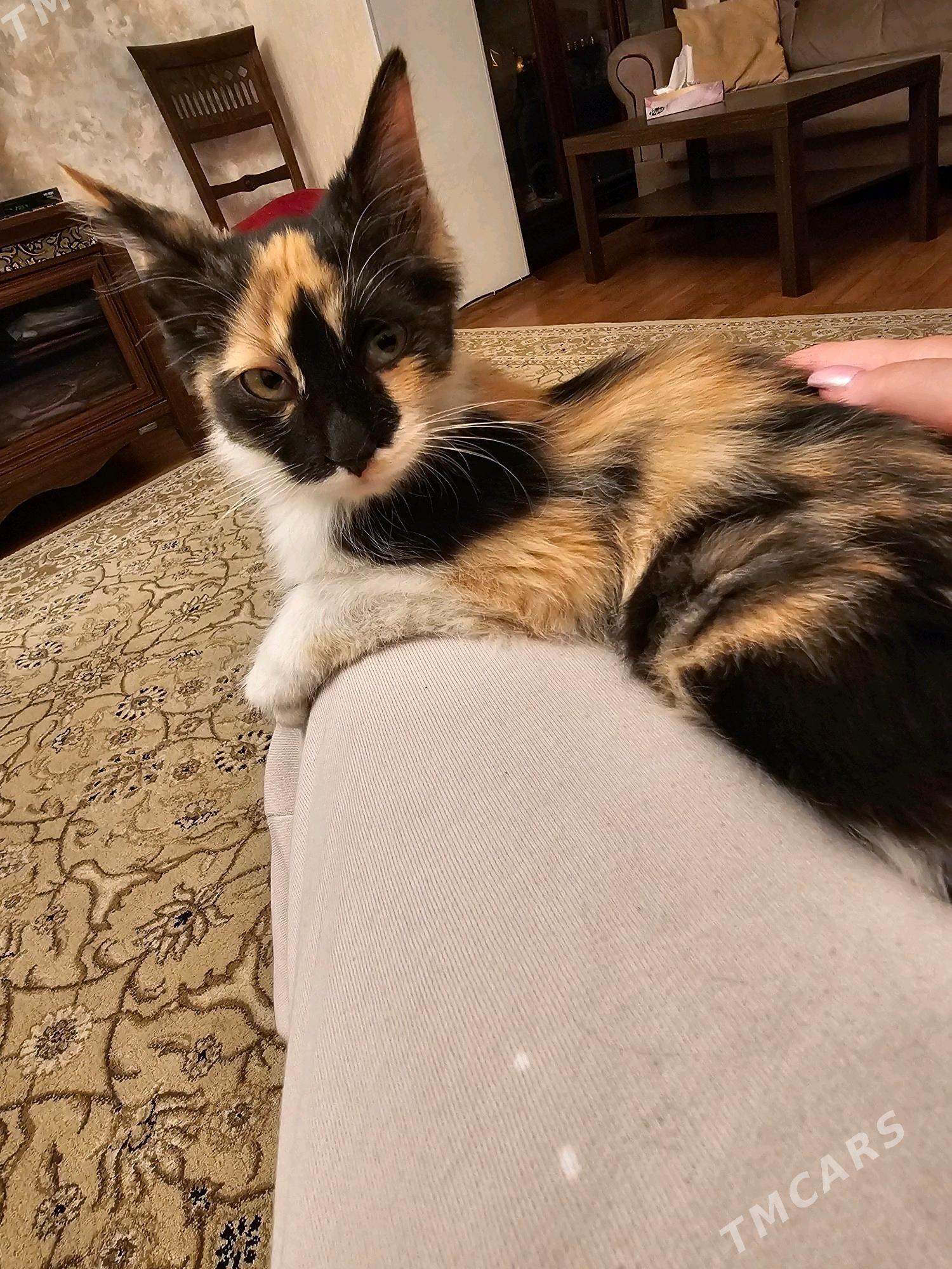 Котёнок - Ашхабад - img 1