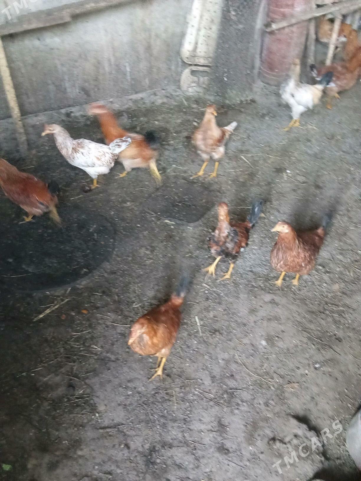 Towuklar - Ýaşlyk - img 2