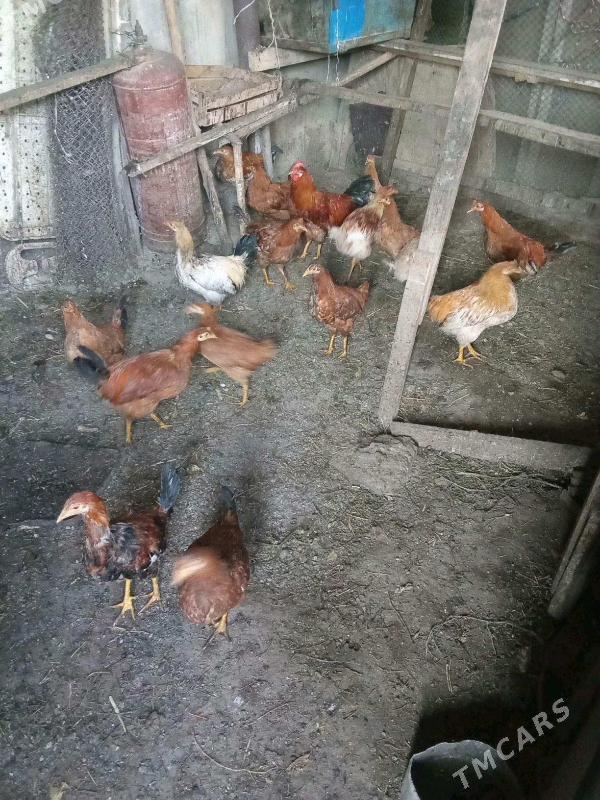 Towuklar - Ýaşlyk - img 1