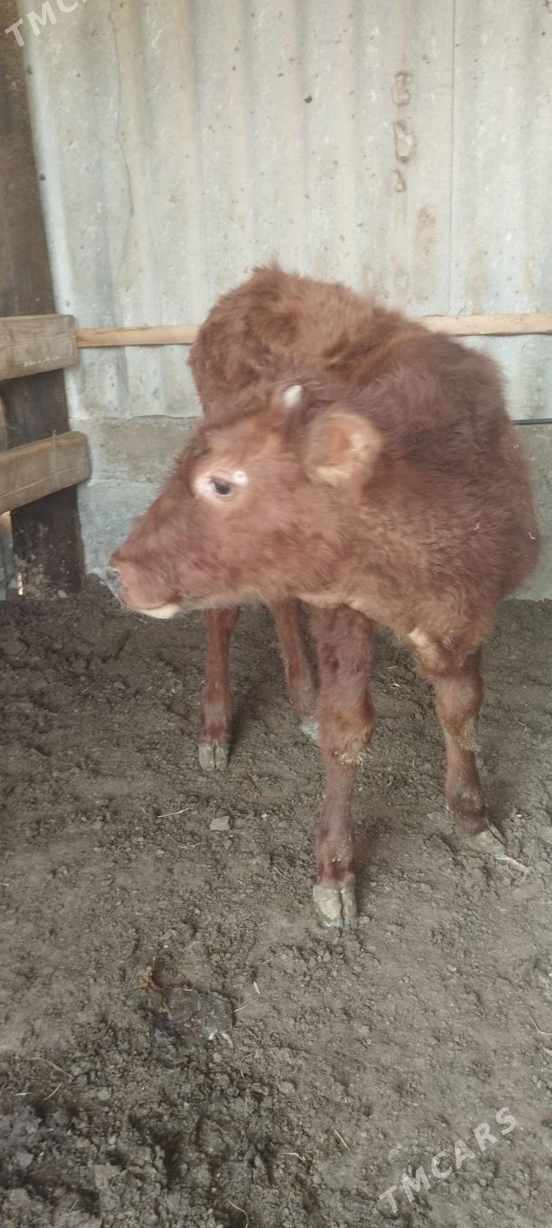 öküz - Aşgabat - img 6