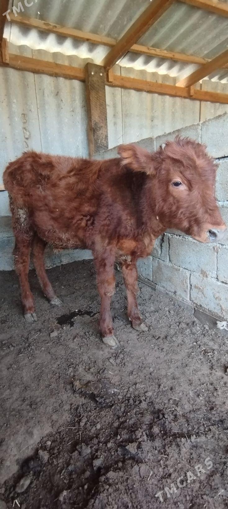 öküz - Aşgabat - img 1