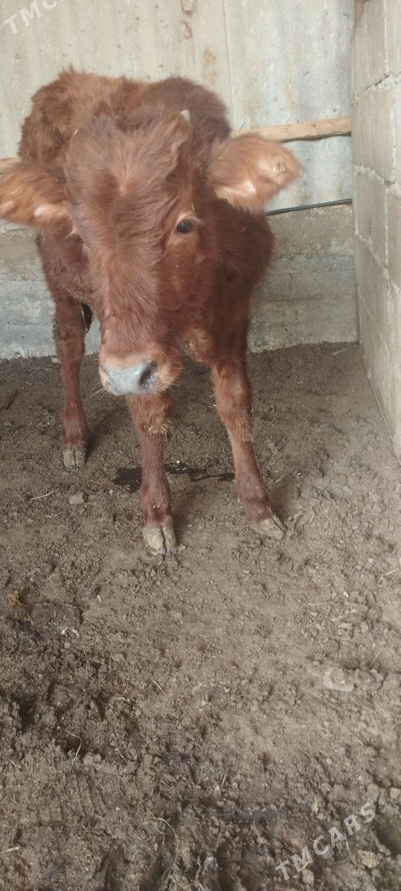 öküz - Aşgabat - img 2