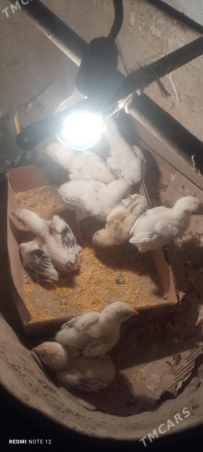 Baysol juje - Чарджоу - img 1