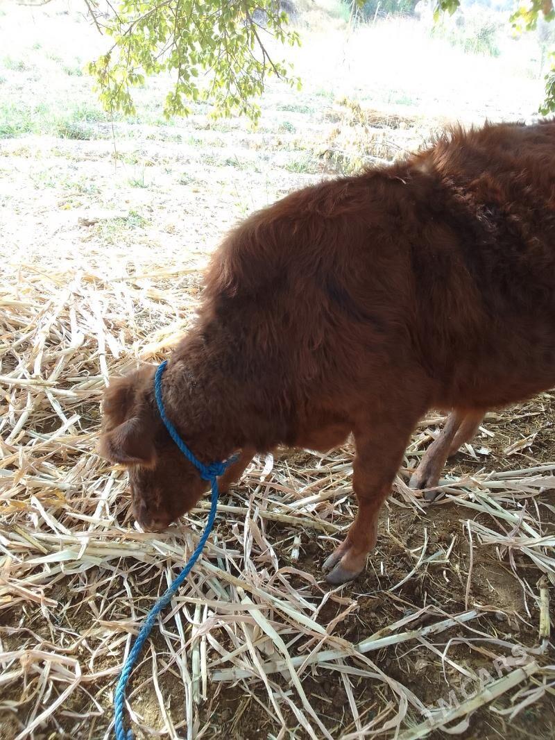 gulyjyn - Kerki - img 5