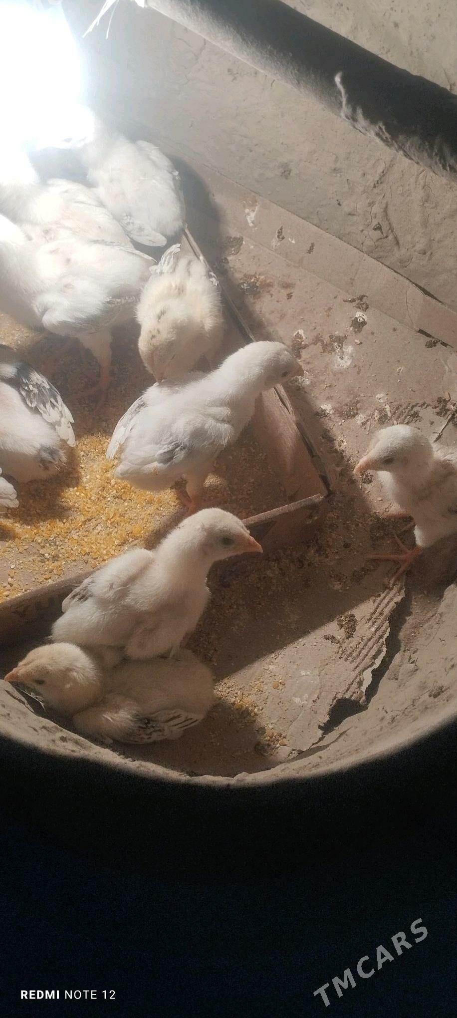 Baysol juje - Чарджоу - img 3