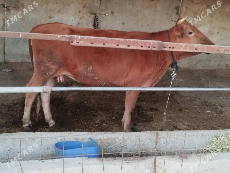 sygyr - Ýaşlyk - img 3