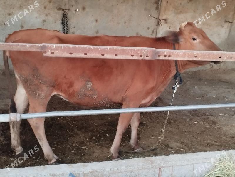 sygyr - Ýaşlyk - img 1