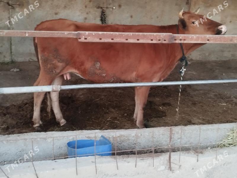 sygyr - Ýaşlyk - img 2