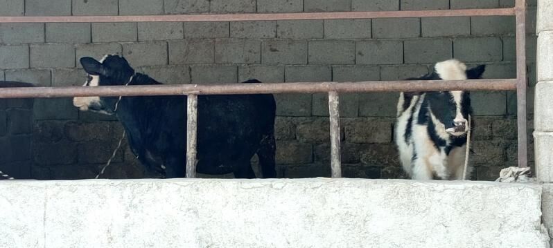 Tüwe Öküz Göle - Ашхабад - img 5