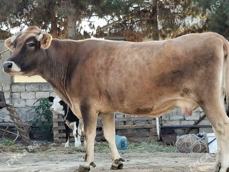 Sygyr - Büzmeýin - img 4